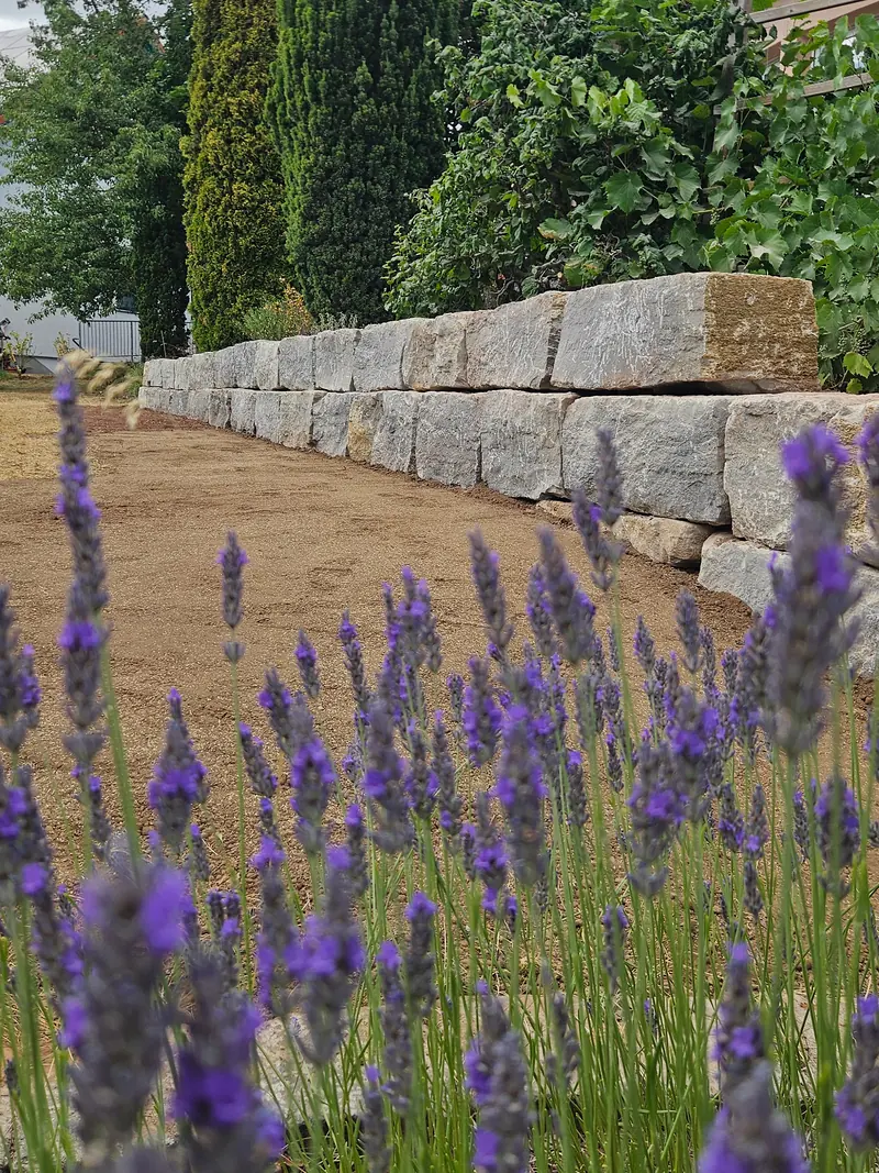 Natursteinmauer hinter Lavendelblüten, dahinter Hecke und Bäume
