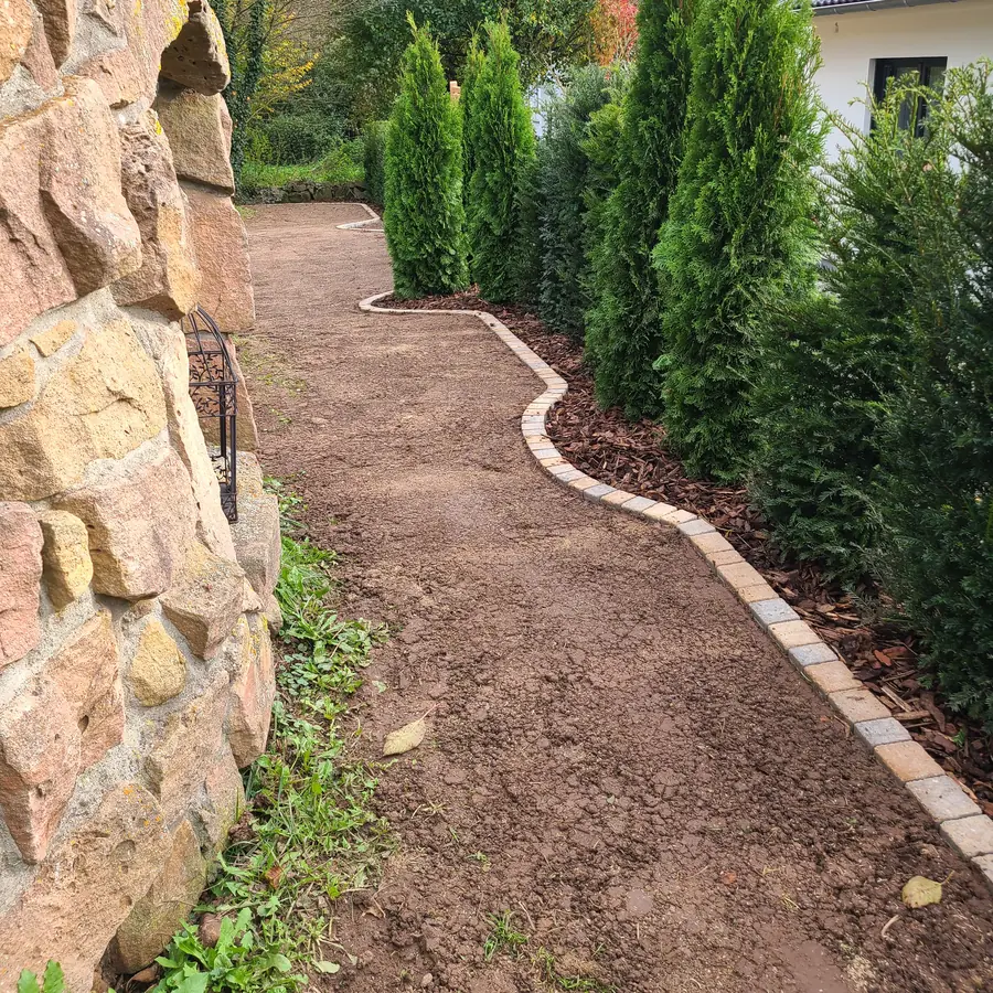 Junge Hecke entlang eines geschwungenen Gartenwegs