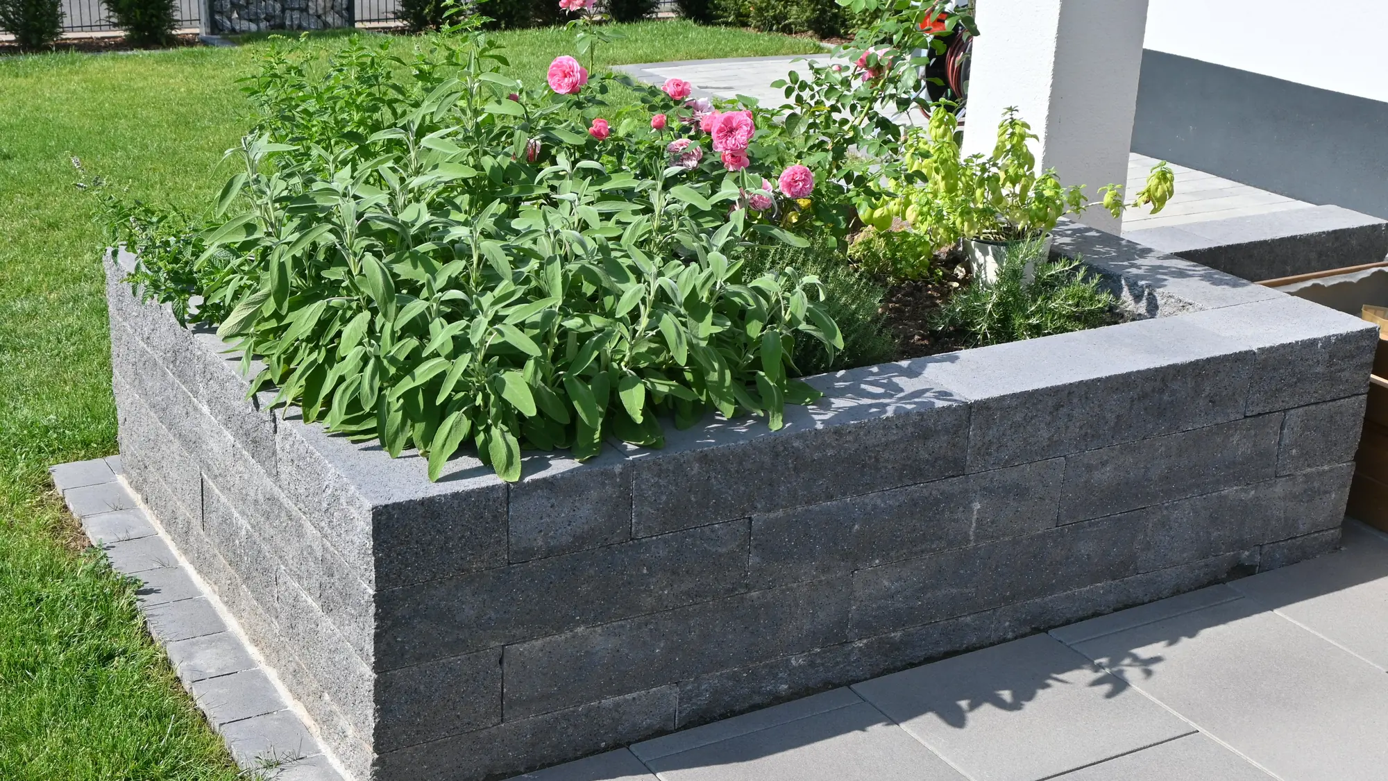 Hochbeet mit Rosen und Salbei am Rasen
